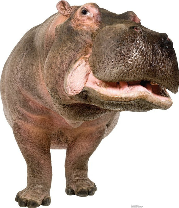 Life-size cardboard hippopotamus cutout with gray-brown textured skin, pink mouth wide open, and front legs visible against a white background.