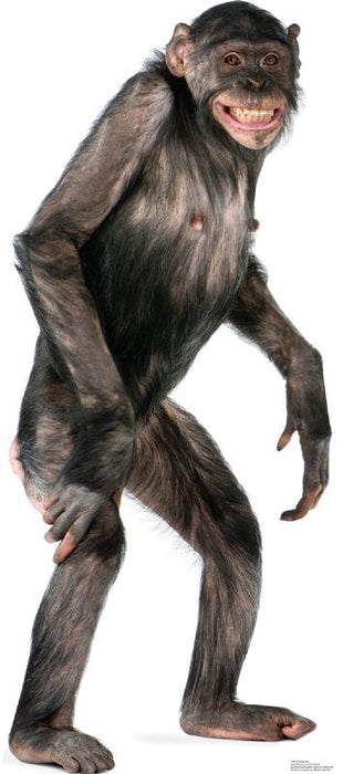 Life-size cardboard standup cutout of a chimpanzee with dark fur, standing upright with arms at sides and displaying a wide grin against a white background.
