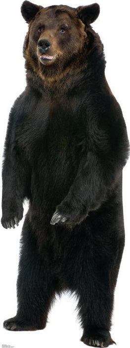 A life-size cardboard cutout of a brown bear standing upright on its hind legs with dark fur, lighter face, and front paws visible against a white background.