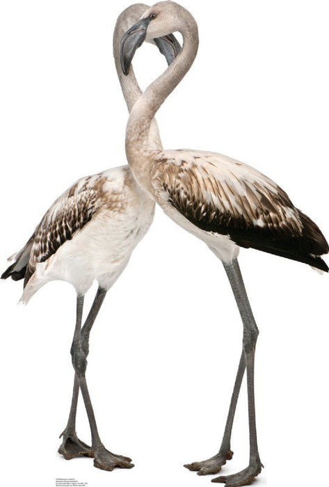 Two lifesize cardboard flamingo cutouts with intertwined necks forming a heart shape, featuring white bodies with brown and black wing details and gray legs.