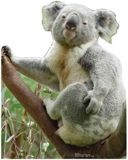 Koala Lifesize Standup *Made to order-please allow 10-14 days for processing*