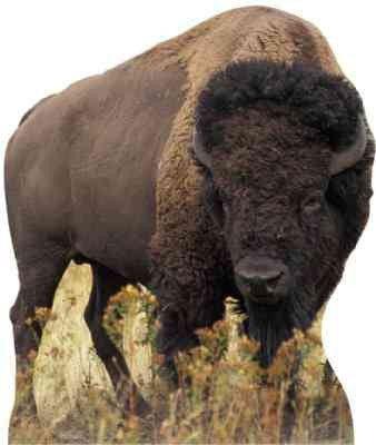Life-size cardboard standup of a brown American bison with dark fur and curved horns, shown standing in grass.