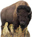 Life-size cardboard standup of a brown American bison with dark fur and curved horns, shown standing in grass.