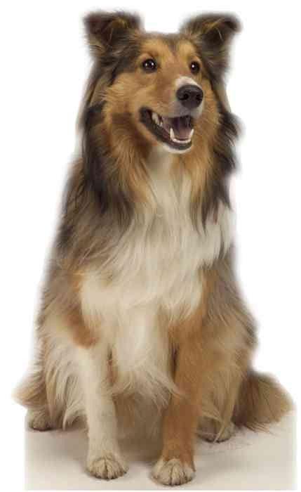 Collie Dog Lifesize Standup *Made to order-please allow 10-14 days for processing*