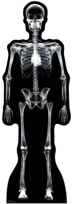 Full-length X-ray style skeleton illustration on black background showing detailed bones from skull to feet in anatomical position.