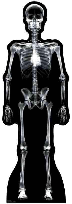 X-Ray Skeleton Lifesize Standup *Made to order-please allow 10-14 days for processing*
