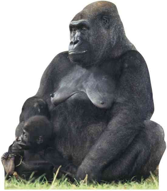 Black gorilla mother and infant child cardboard standup cutout with detailed fur texture and natural sitting pose on grass base.