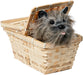 Deluxe Toto in Basket shown against a plain white background — a Halloween costume accessory.