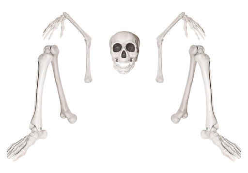 Life-Size Groundbreaker Skeleton | 1ct