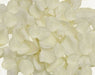 Approximately 400 ivory fabric rose petals scattered loosely, displaying soft cream-colored petals with natural fabric texture throughout.
