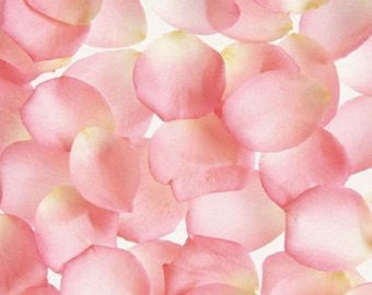 Overhead view of approximately 400 pink and cream-colored fabric rose petals scattered closely together on a white background.