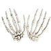Skeleton Hand Bone Left or Right 8"| 1 ct - Zurchers
