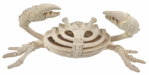Mini Skeleton Crab | 1ct