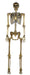 Product photo of the 5 Ft. Gold Poseable Skeleton on a plain white background. It measures about 5 ft.. A Halloween decoration.
