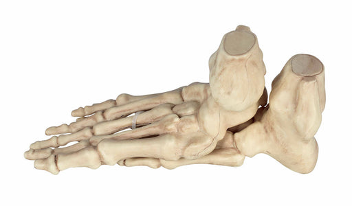 Skeleton Feet | 2ct