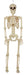 Product photo of the Multi Pose N Stay Skeleton on a plain white background. It measures about 11"x4"x36". A Halloween decoration.