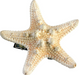 Mermaid Starfish Hair Clip | 1ct