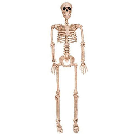 Halloween Posable Skeleton 36in