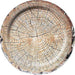 Cross-section of a tree trunk showing concentric growth rings in tan and brown tones on a round paper plate.