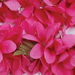 Vibrant pink plumeria flowers densely clustered together with visible yellow stamens in the center of blooms.
