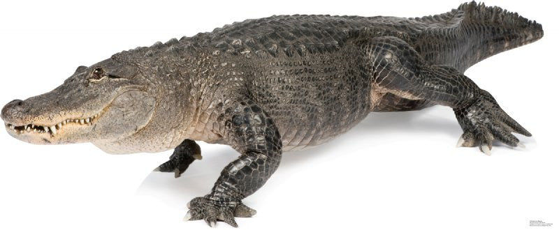 American Alligator Lifesize Standup *Made to order-please allow 10-14 ...