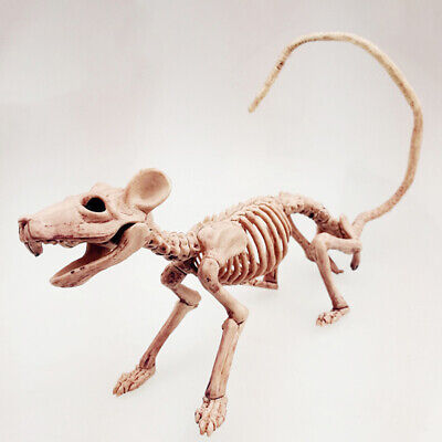 Rat Skeleton