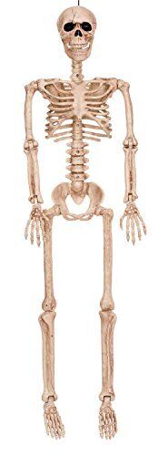 Halloween Posable Skeleton 36in