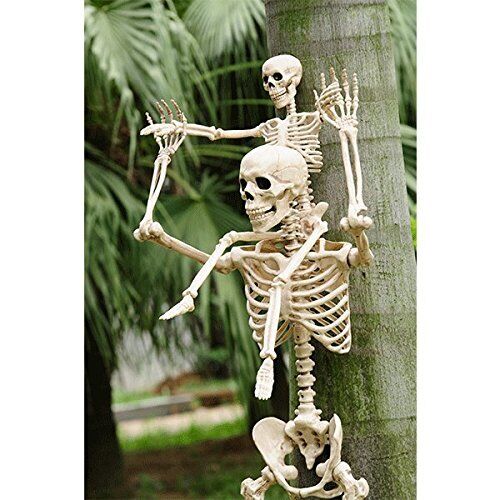 Halloween Posable Skeleton 36in